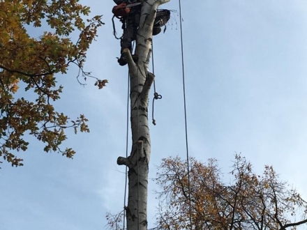 wycinka-drzew-sonic-service-003