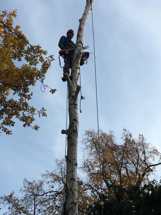 wycinka-drzew-sonic-service-003